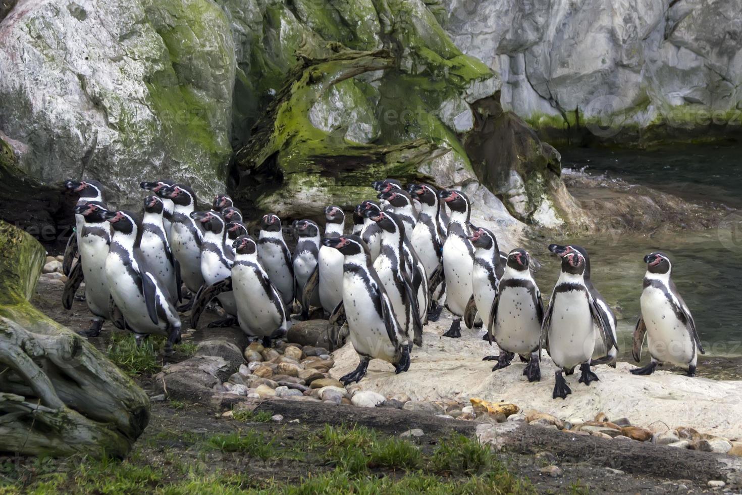 African penguin team photo