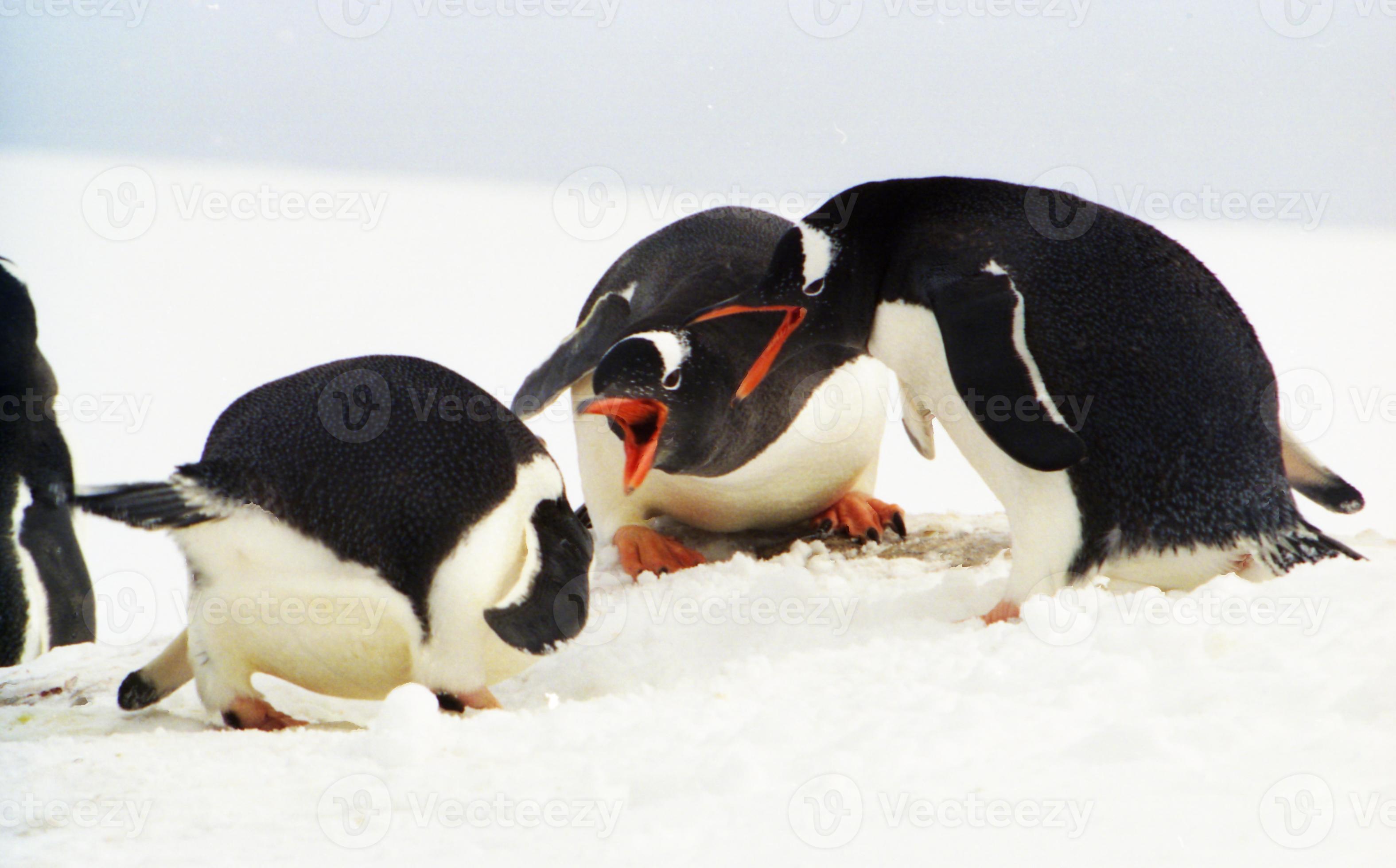 colonia de pingüinos gentoo en la península antártica foto