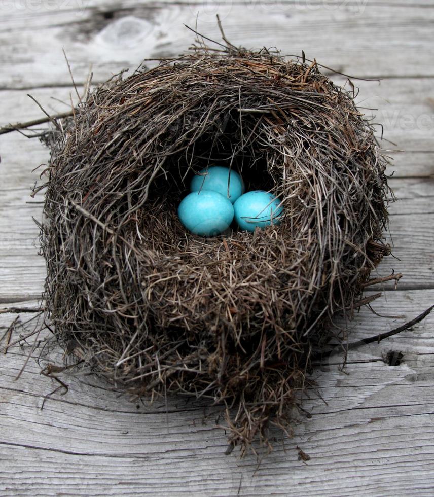 Robin's eggs in a nest photo