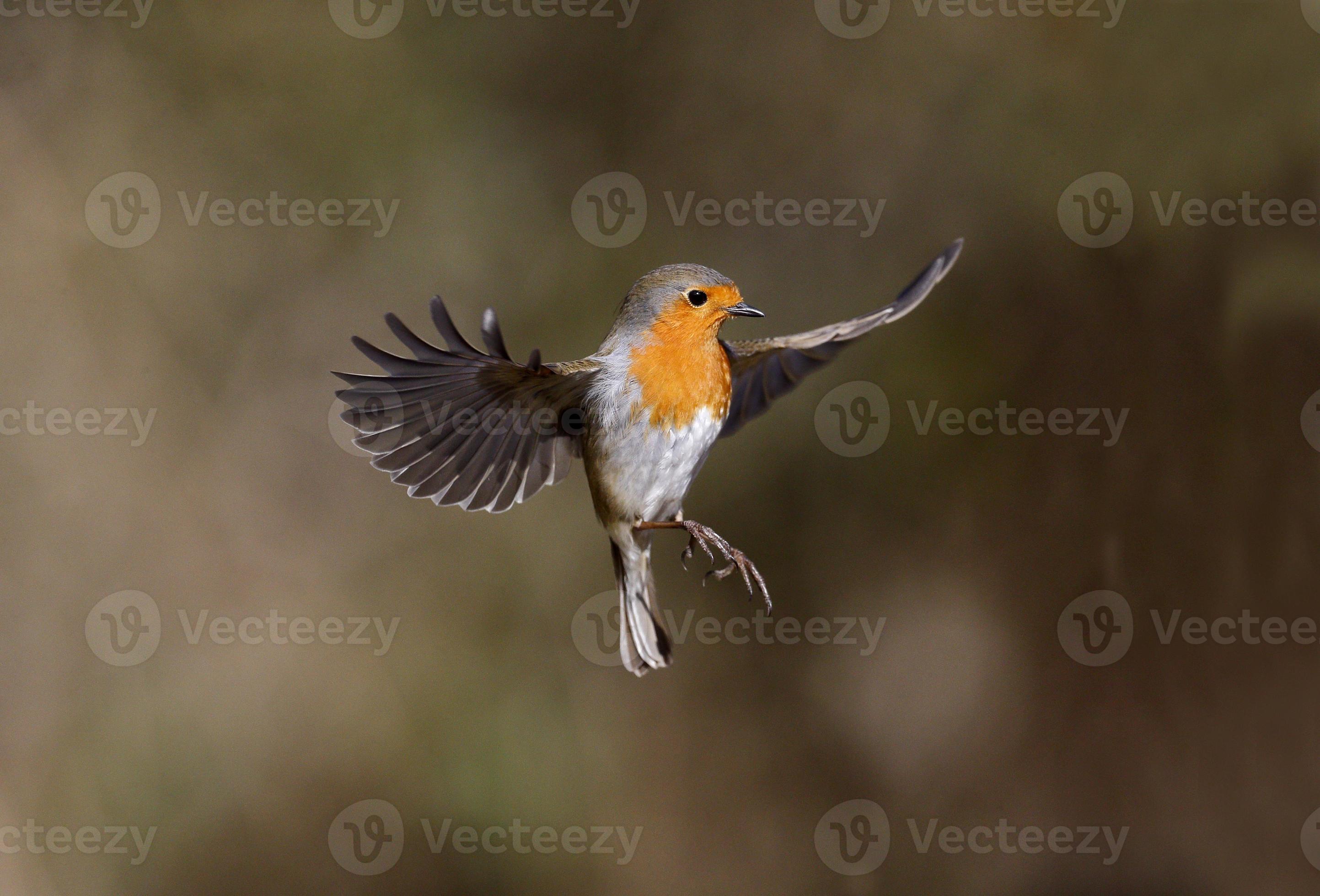 All about the Common European Robin (Erithacus rubecula)