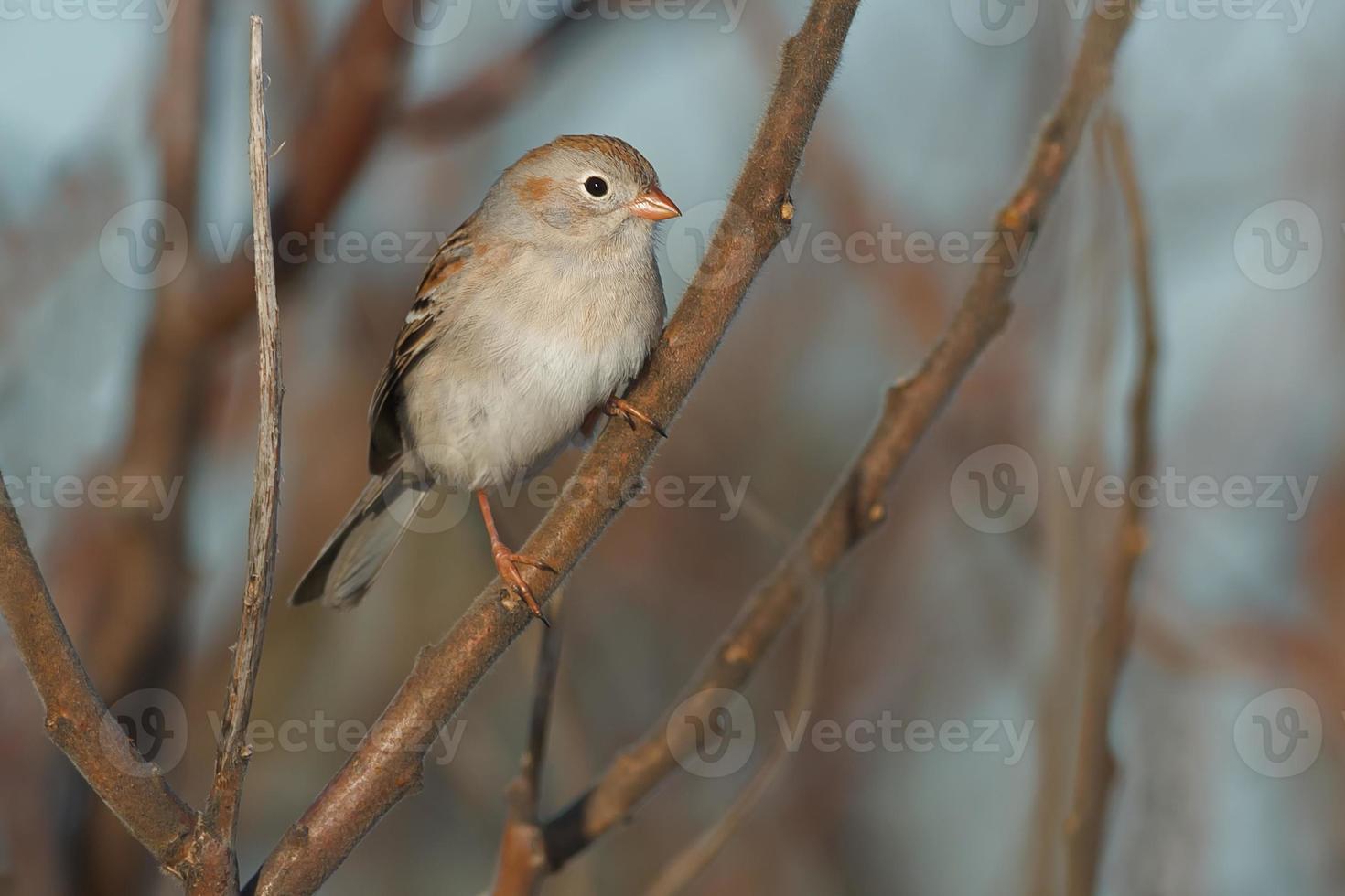 Field Sparrow photo
