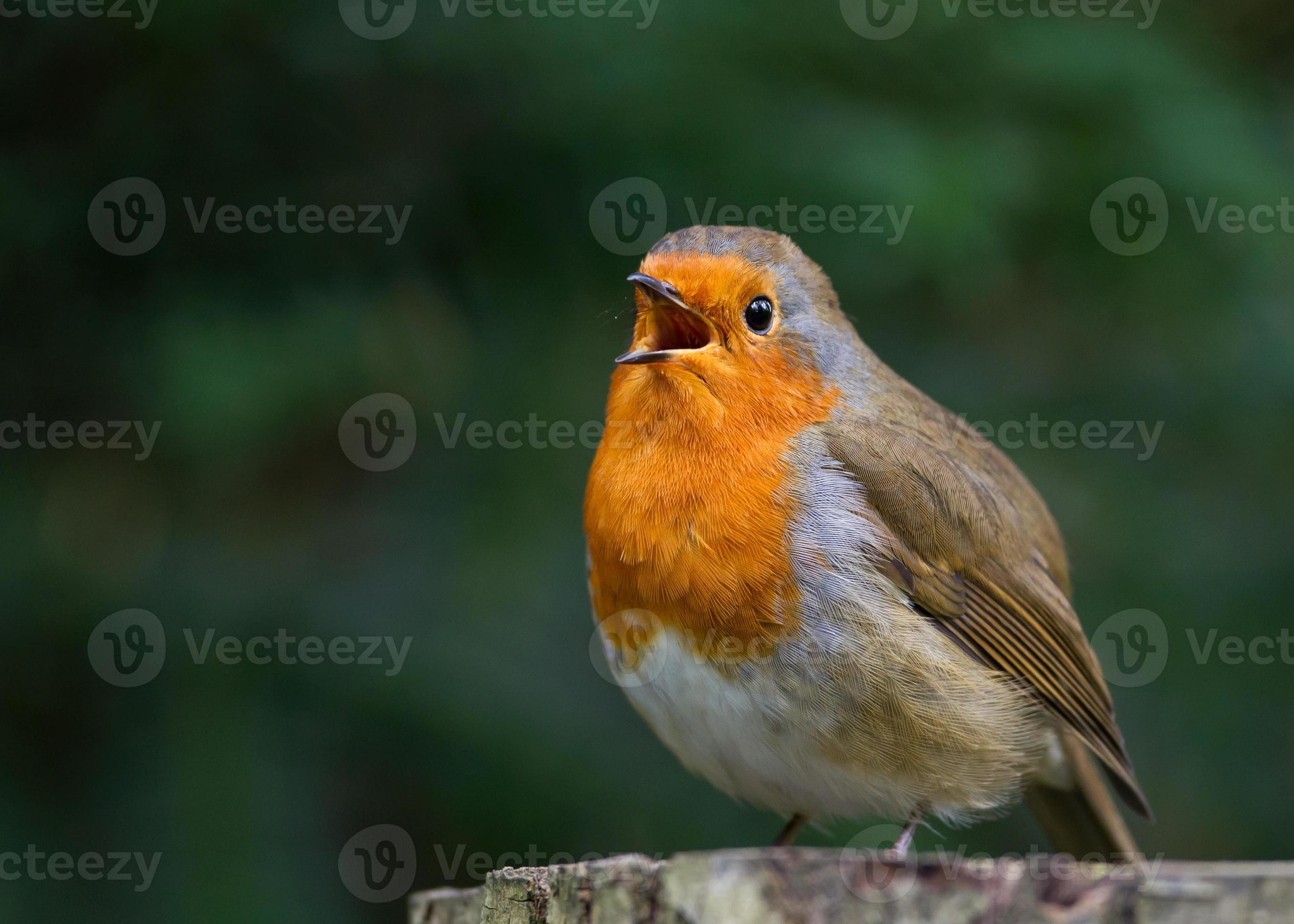 All about the Common European Robin (Erithacus rubecula)