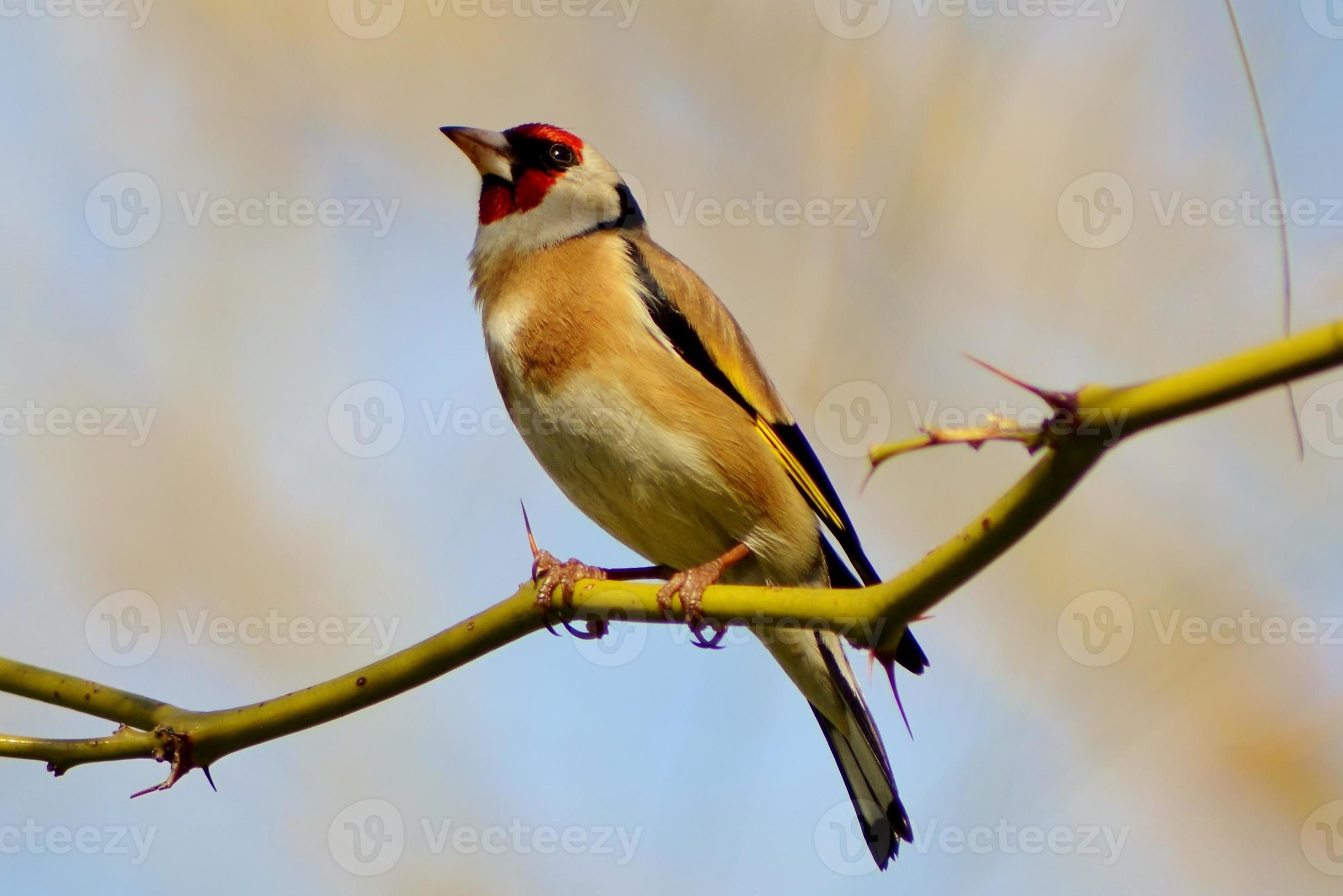 Goldfinch on Branch photo