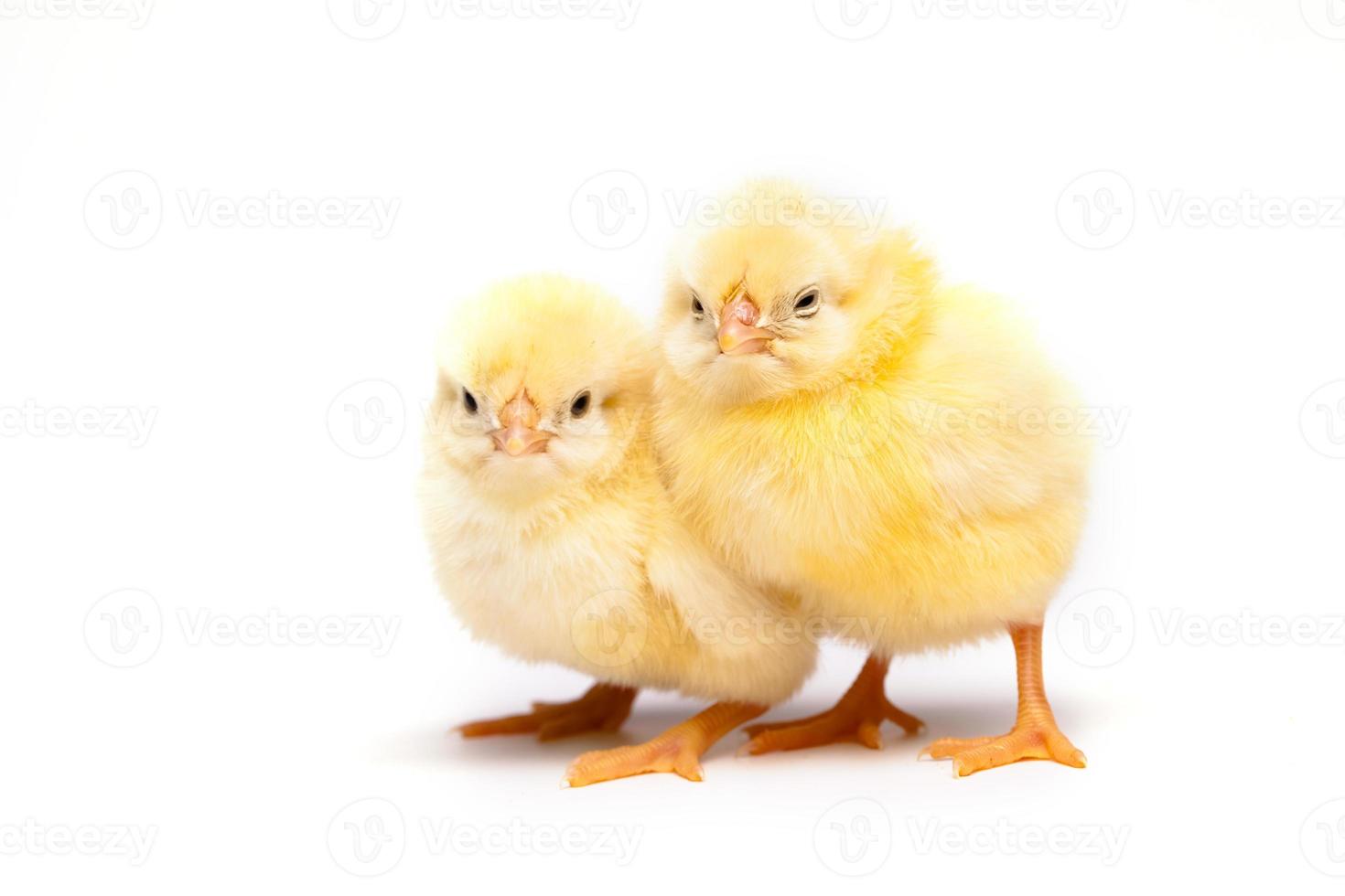 pollo amarillo 758297 Foto de stock en Vecteezy pollo amarillo 758297 Foto de stock en Vecteezy