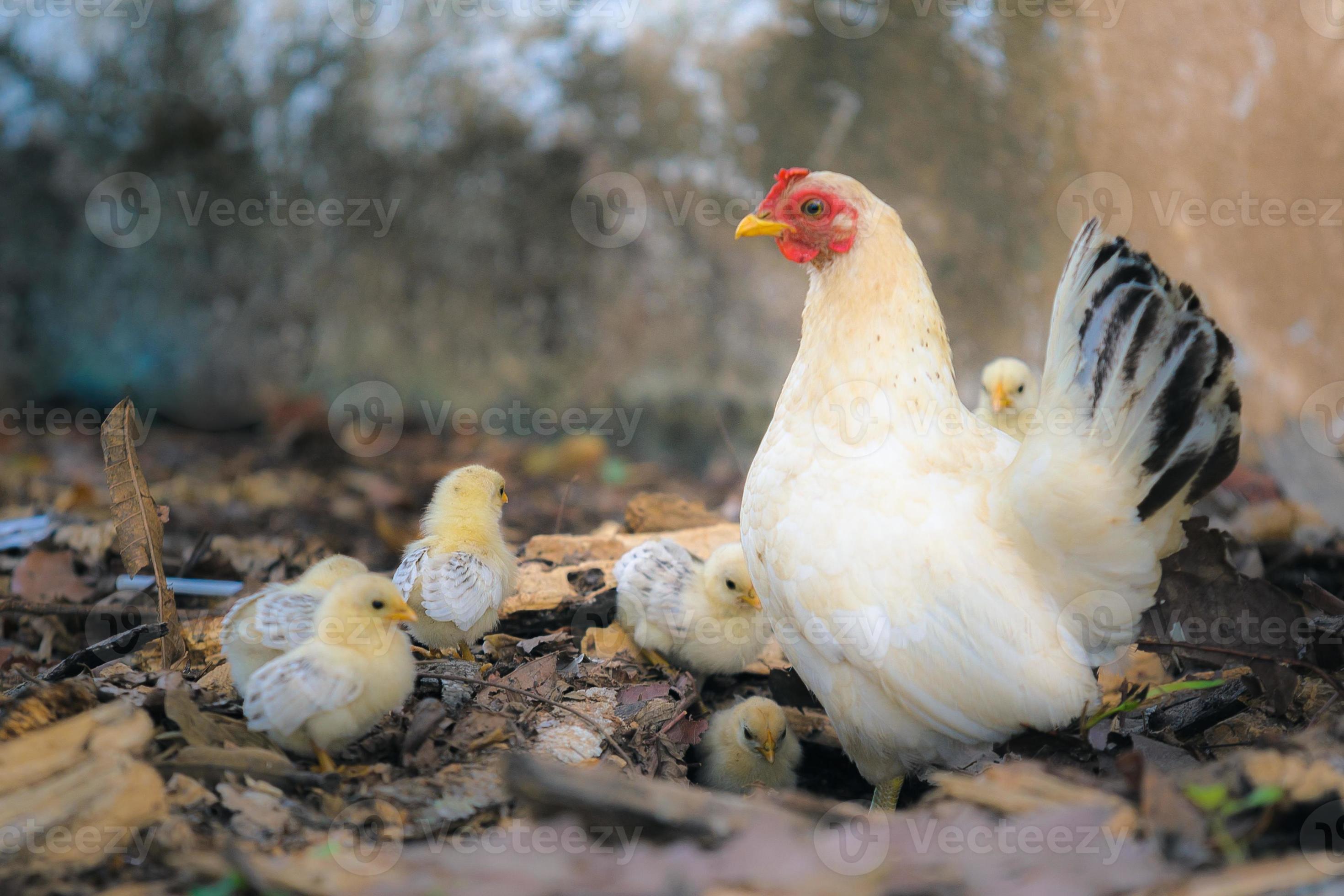 Hen, female chicken 758367 Stock Photo at Vecteezy