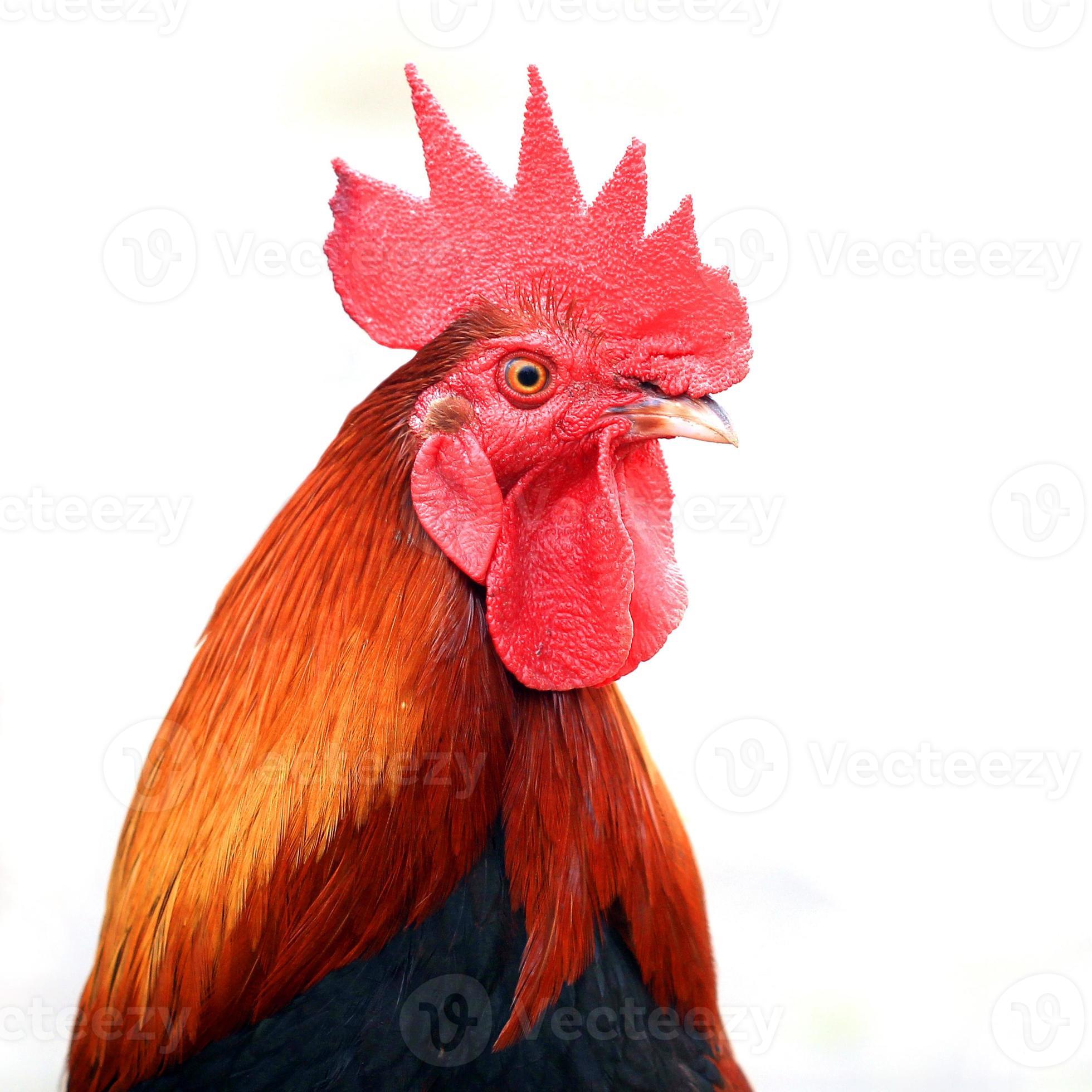 Closeup of rooster on white background photo