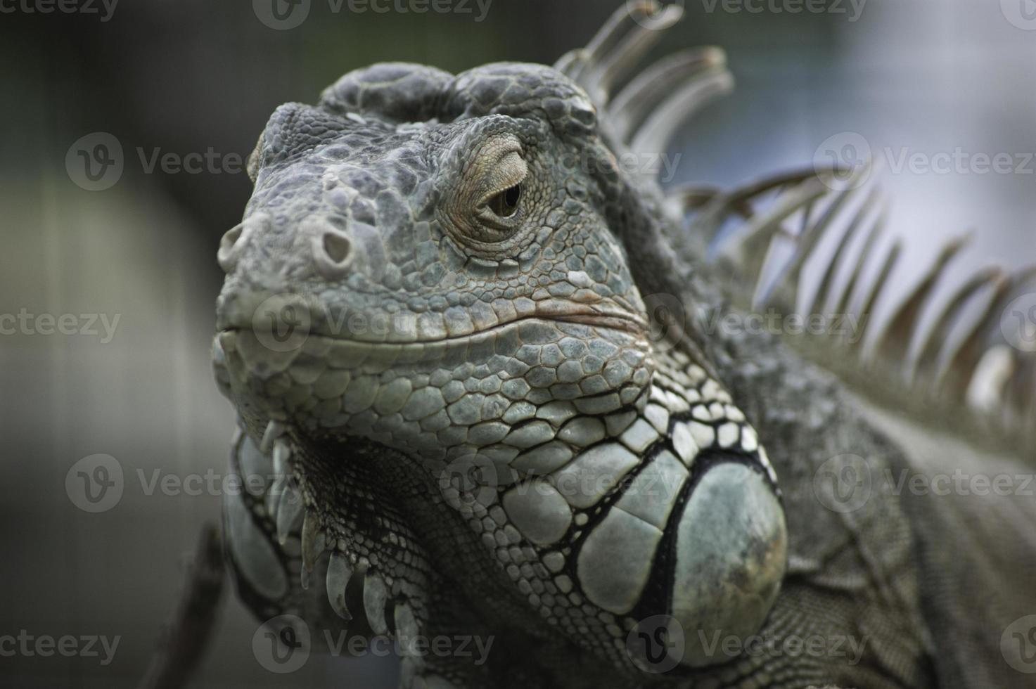 Green iguana photo