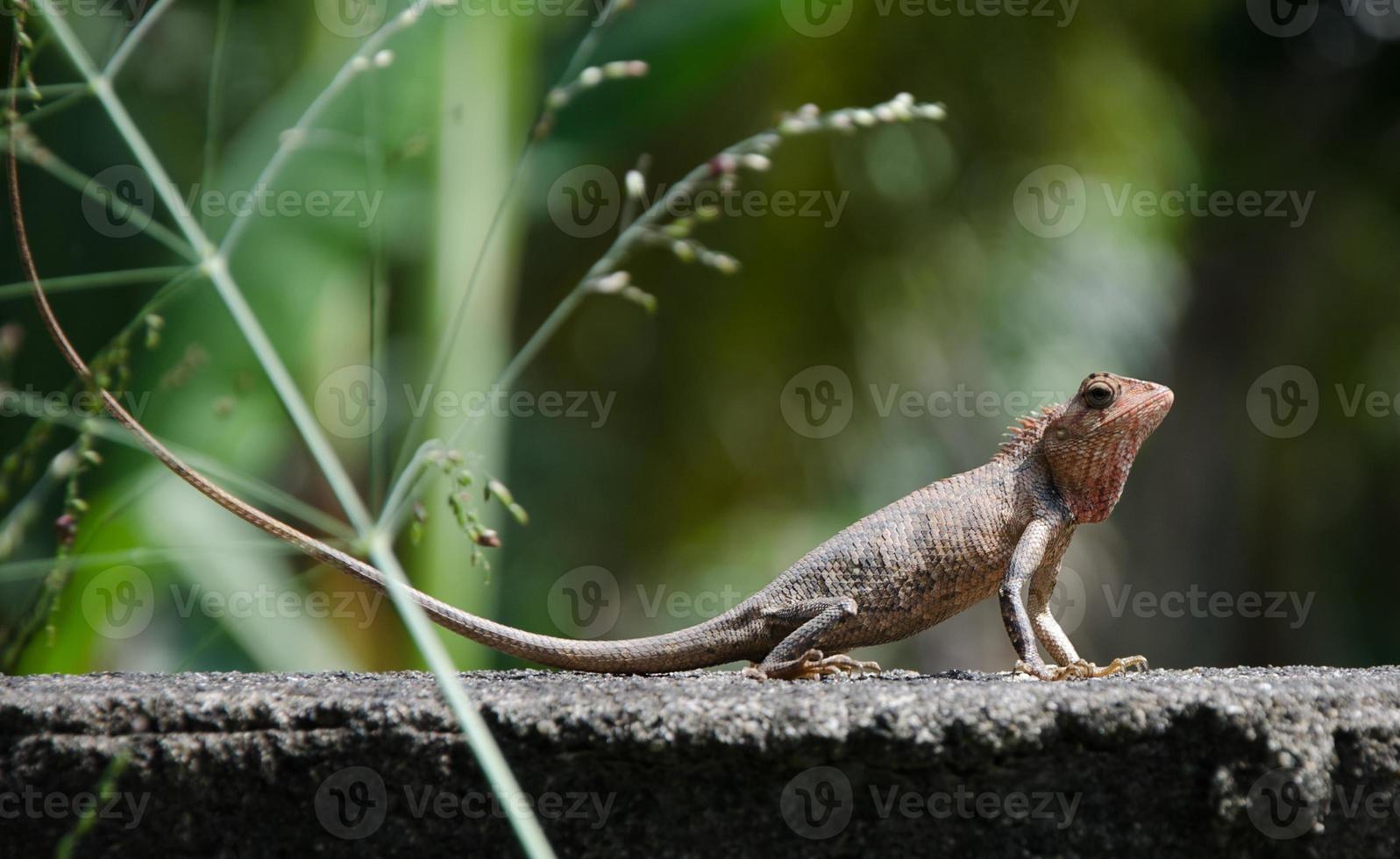 Little Dragon. Lizard in nature, photo