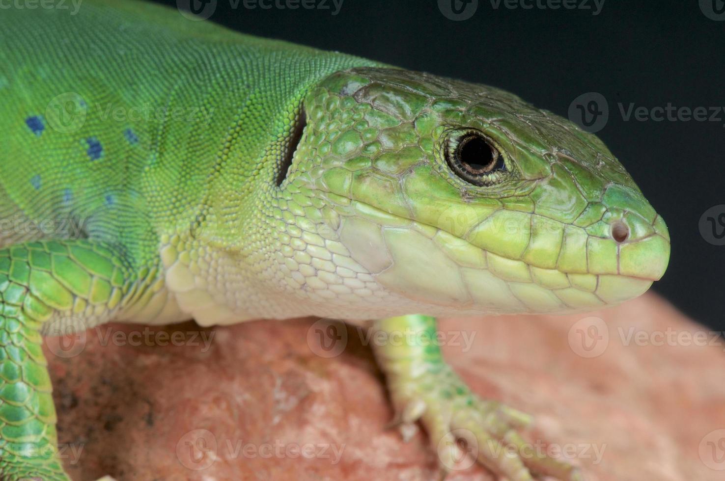 Moroccan eyed lizard / Timon tangitanus photo