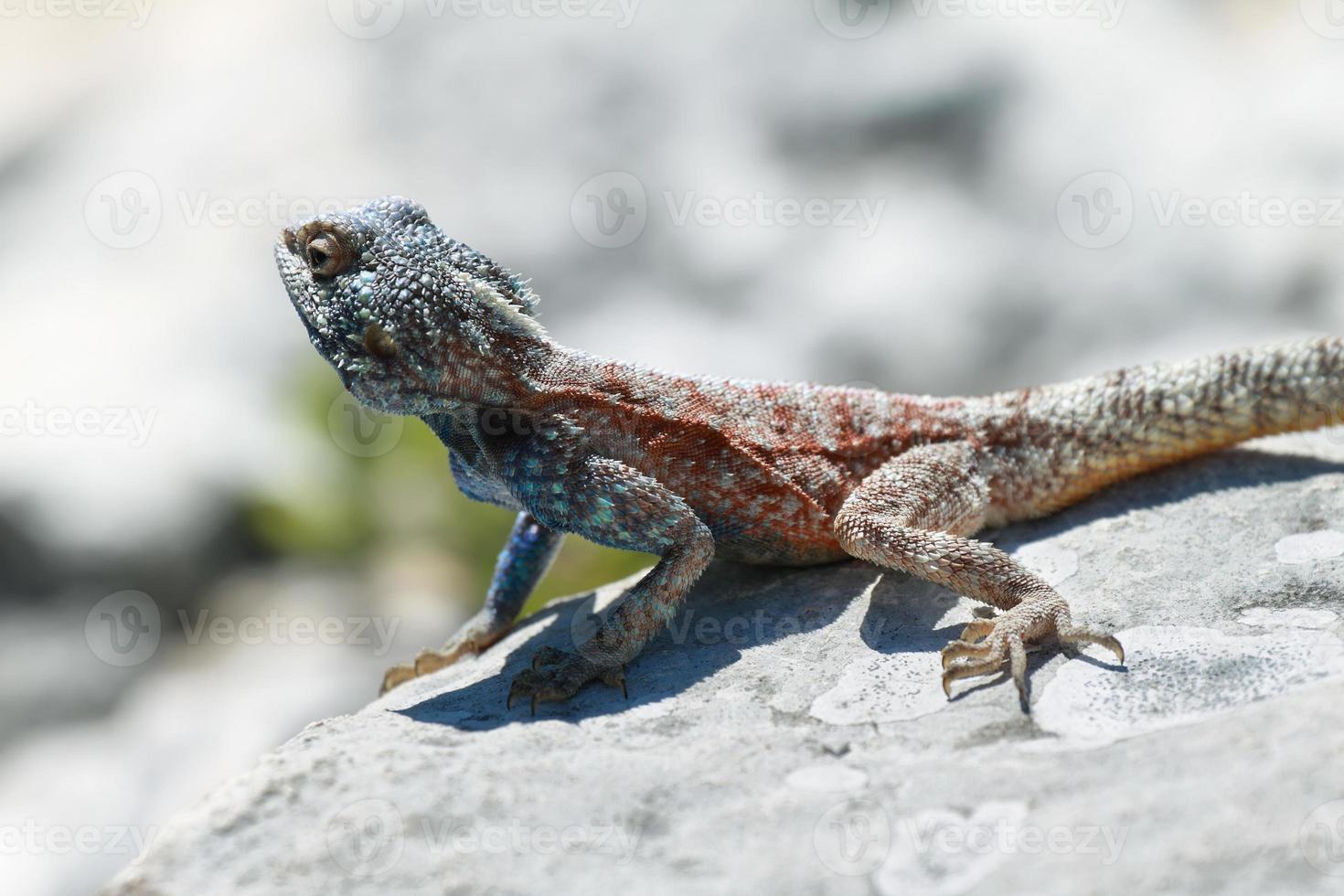 Blue Headed Agama Lizard 7585 Stock Photo Blue Headed Agama Lizard 7585 Stock Photo