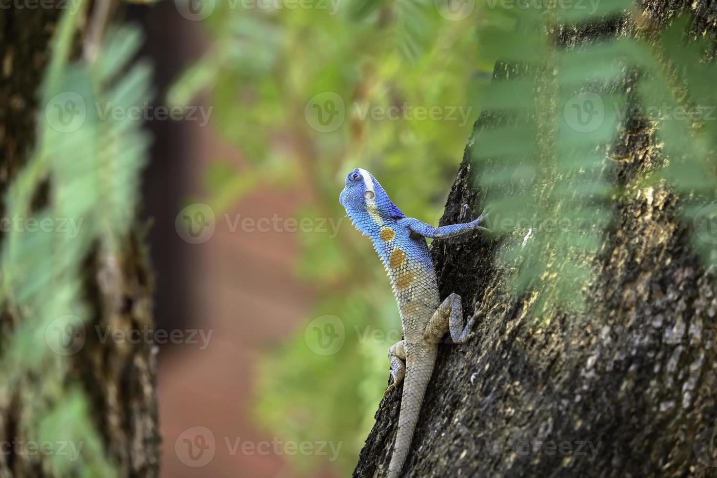 Blue lizard photo