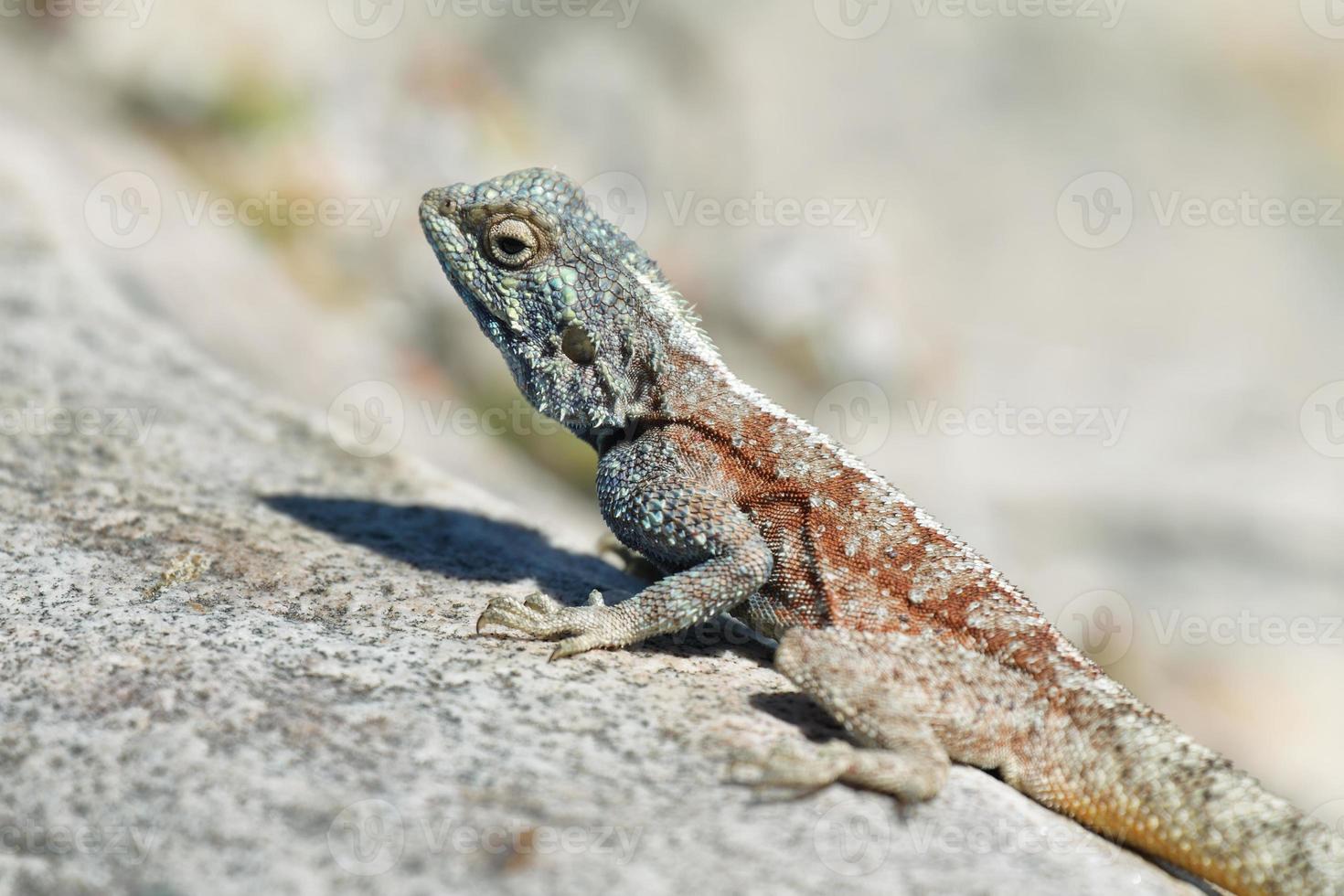 Blue Headed Agama Lizard 758622 Stock Photo At Vecteezy