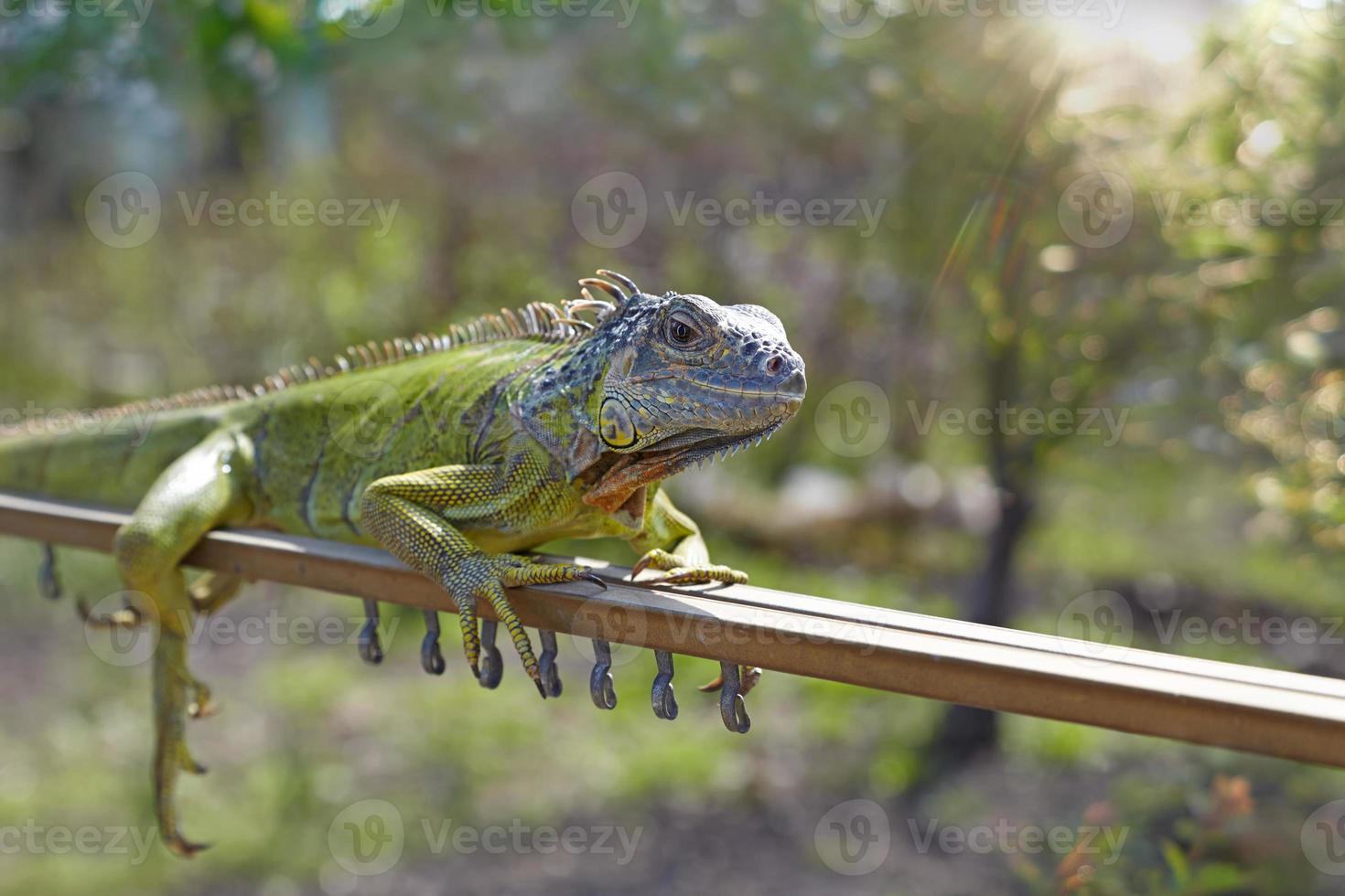 The iguana photo