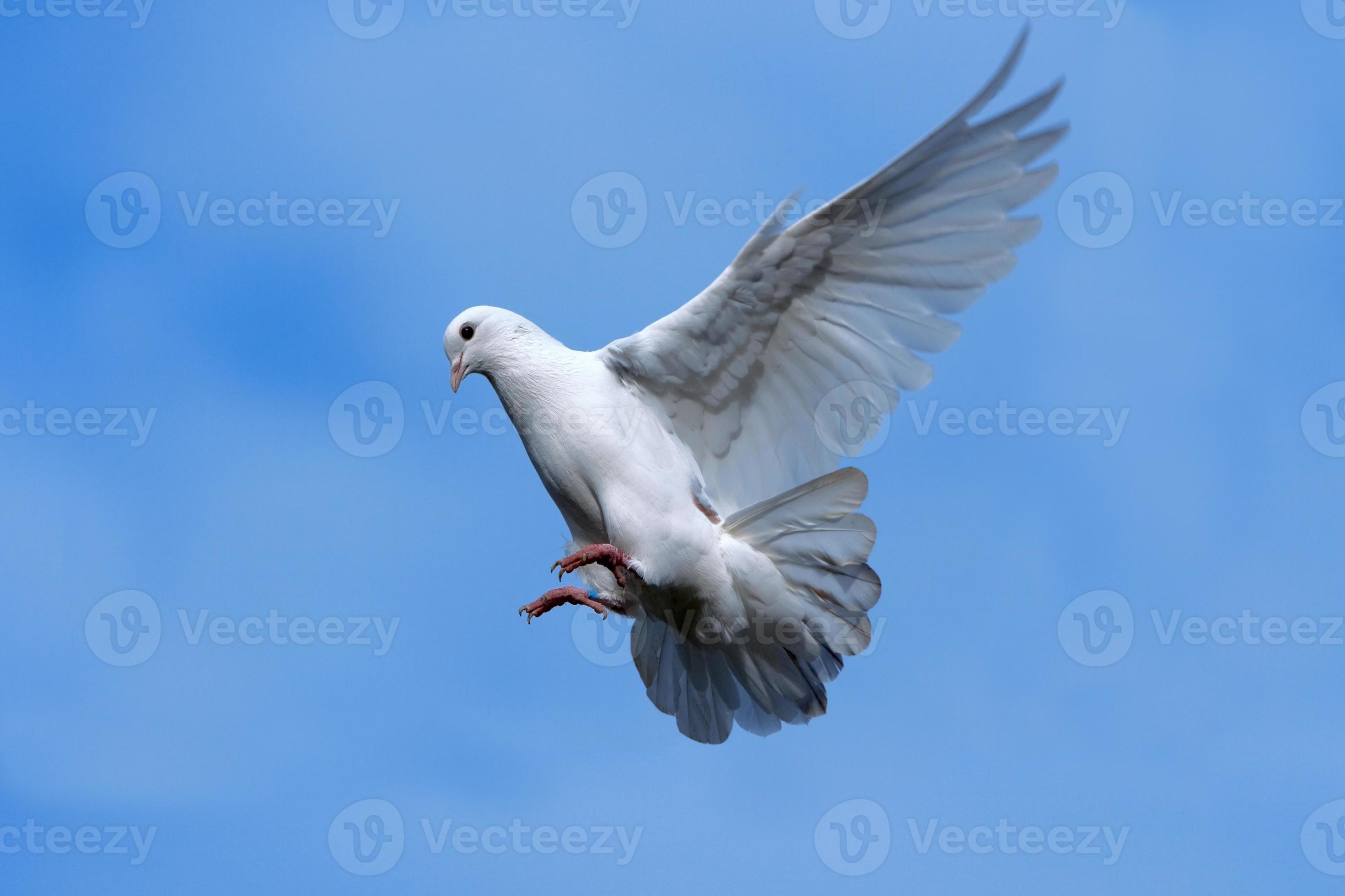 White dove flying in Sky. 758832 Stock Photo at Vecteezy
