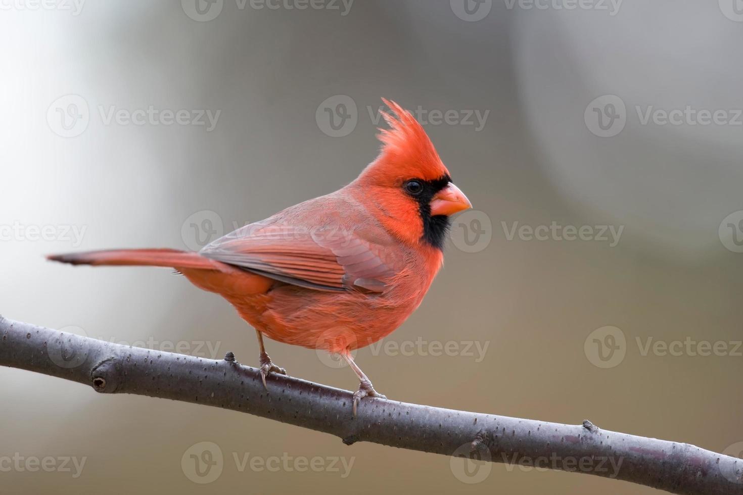 Northern Cardinal  photo