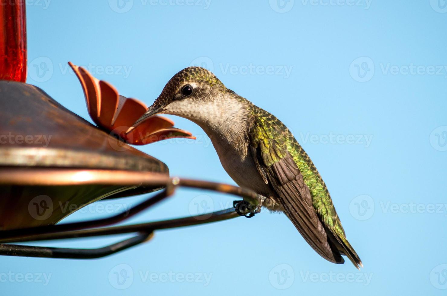 Ruby-throated Hummingbird photo