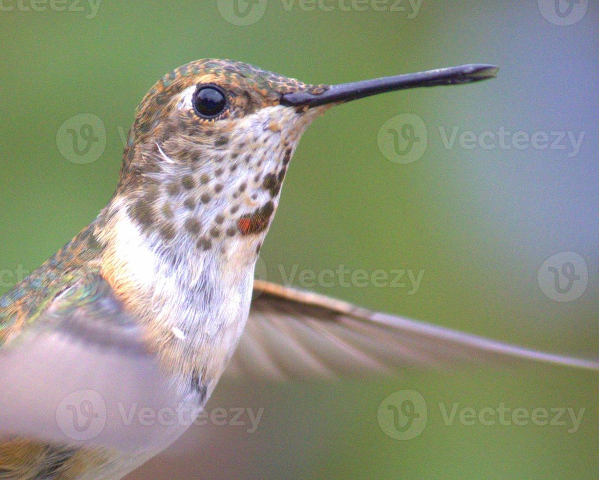 colibrí en vuelo foto