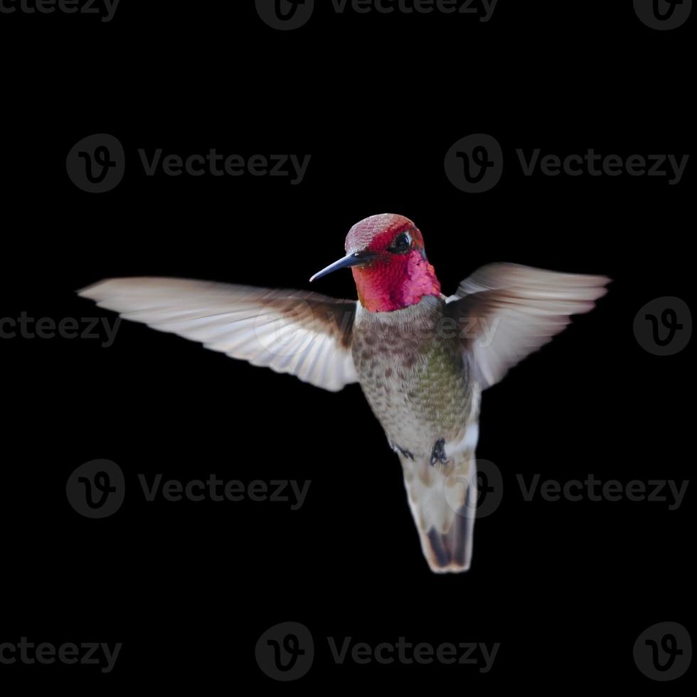 Anna's Hummingbird in flight photo