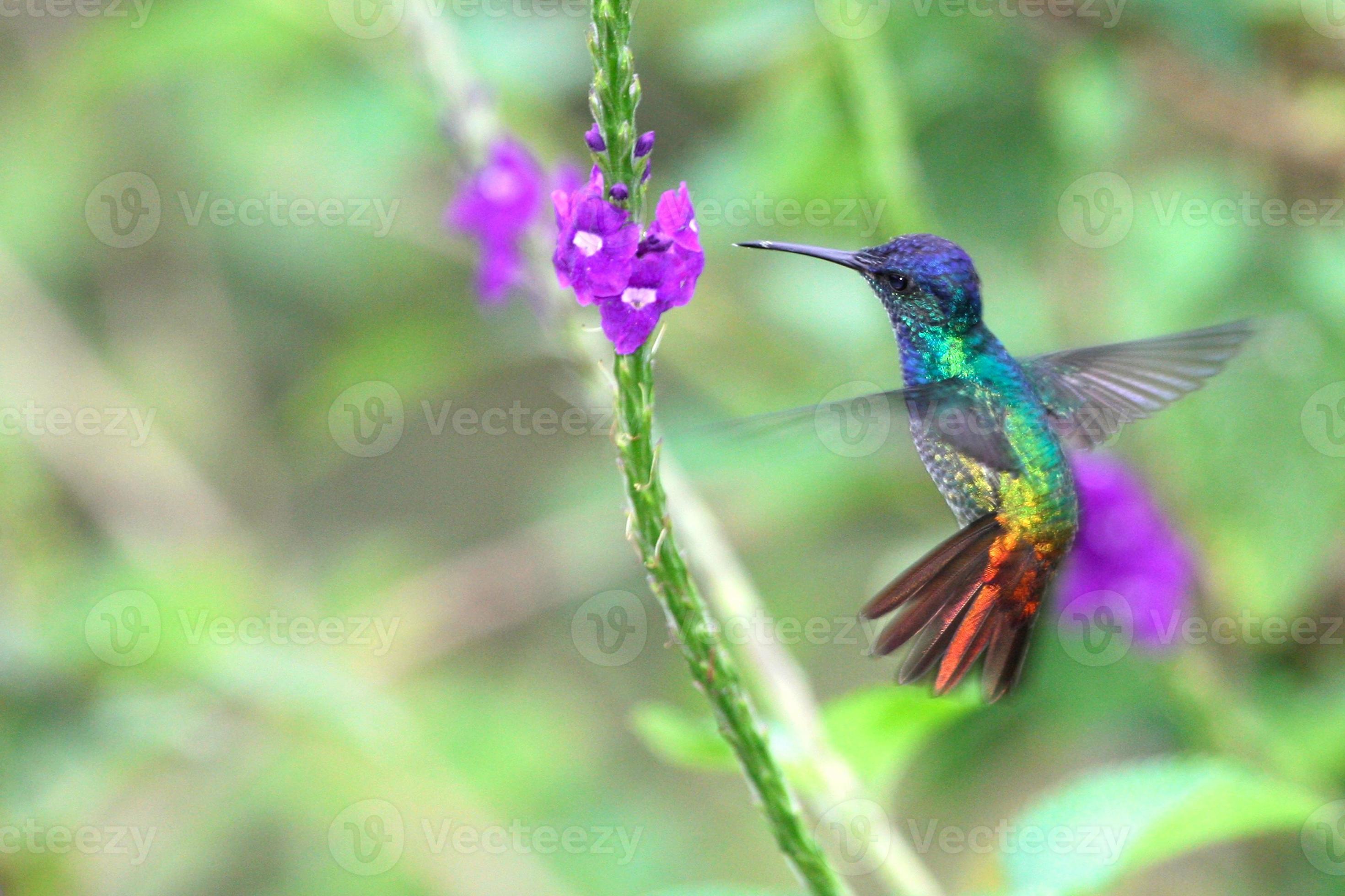 Wonderful Hummingbird in flight, Golden-tailed sapphire, Peru 758950