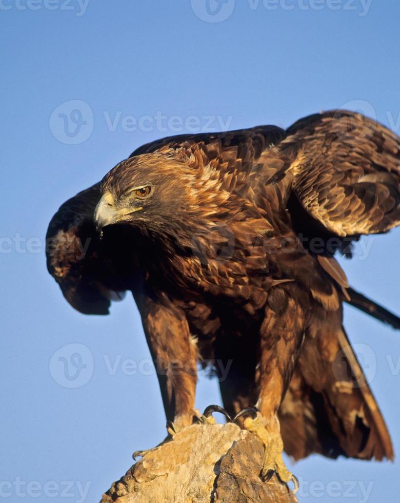Bird-Golden eagle on rock. photo