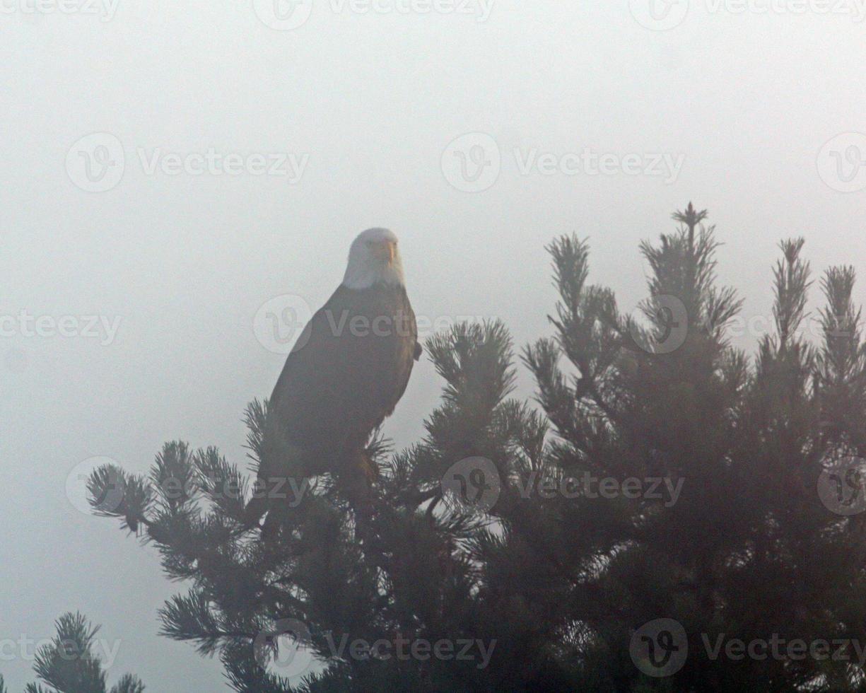 Bald Eagle in Fog photo