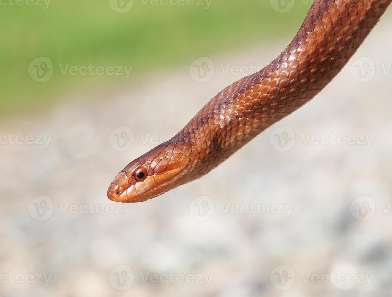 Primer plano de serpiente lisa - coronella austriaca foto