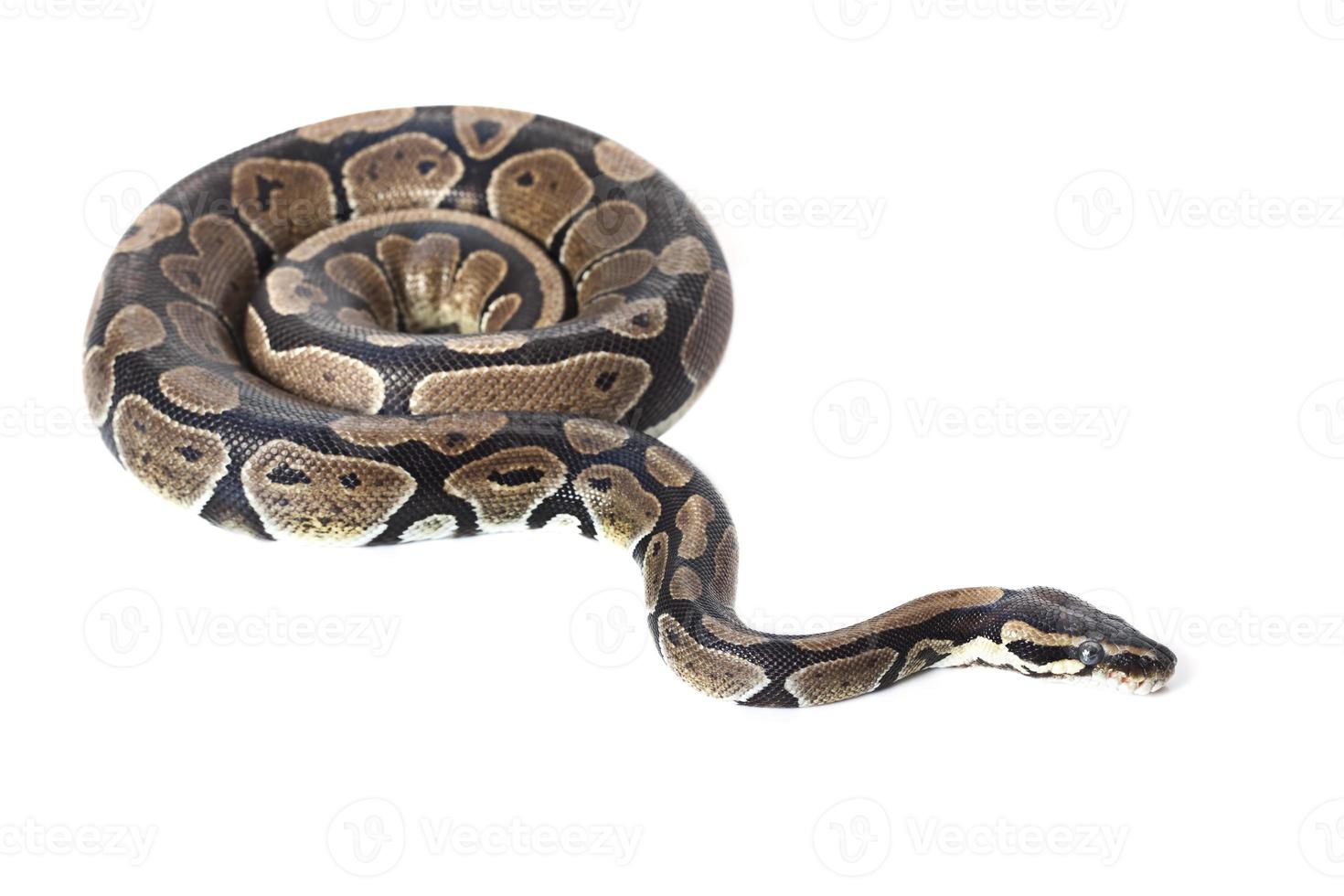 Royal Python 759311 Stock Photo at Vecteezy