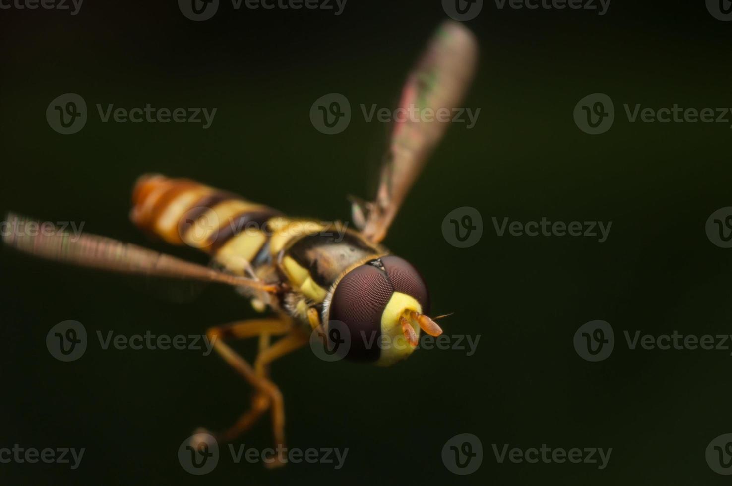 Flying hover fly photo
