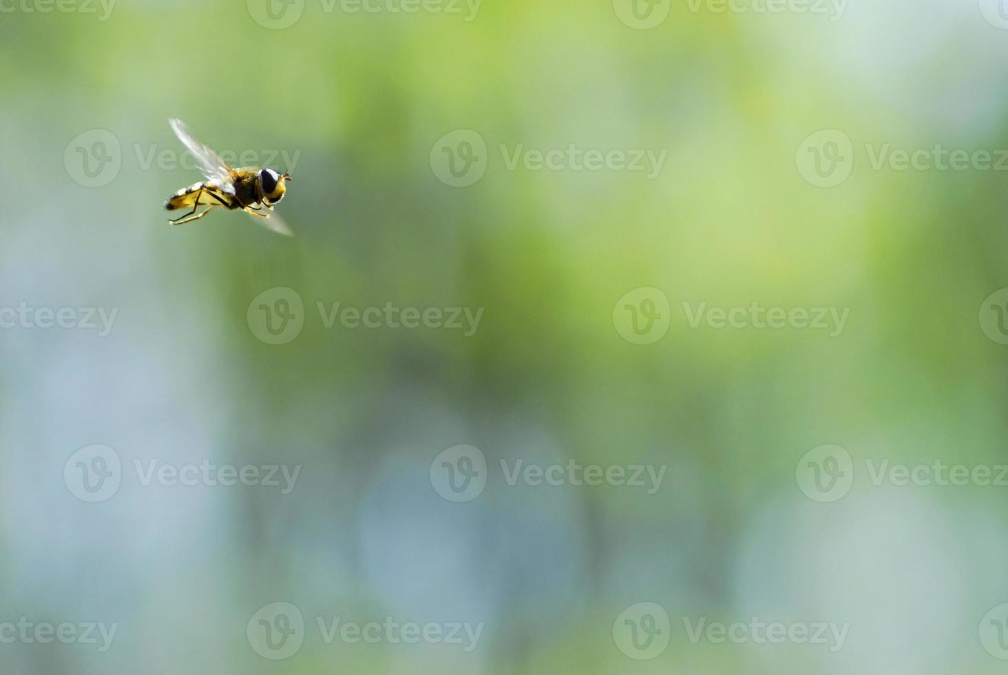 Background fly in flight photo