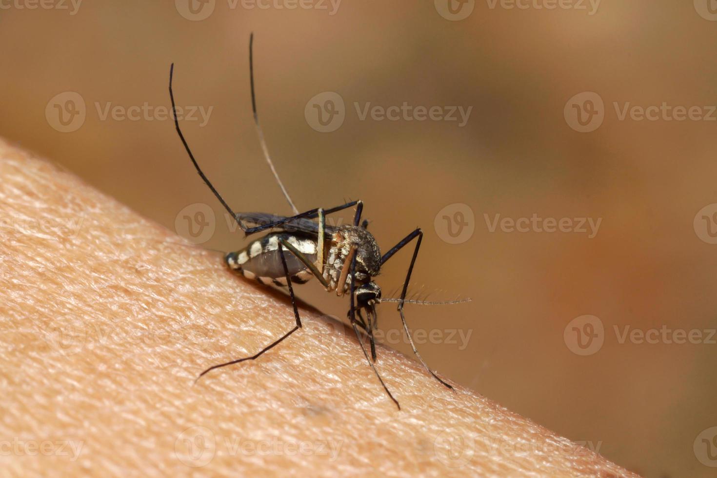 Mosquito sucking human blood on extreme macro photo