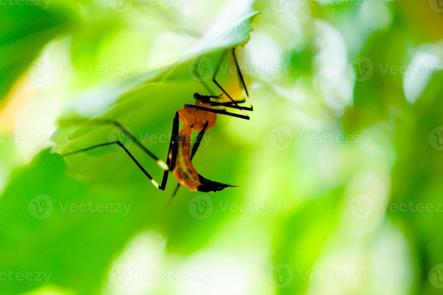 Malaria Mosquito under Green Leaf photo
