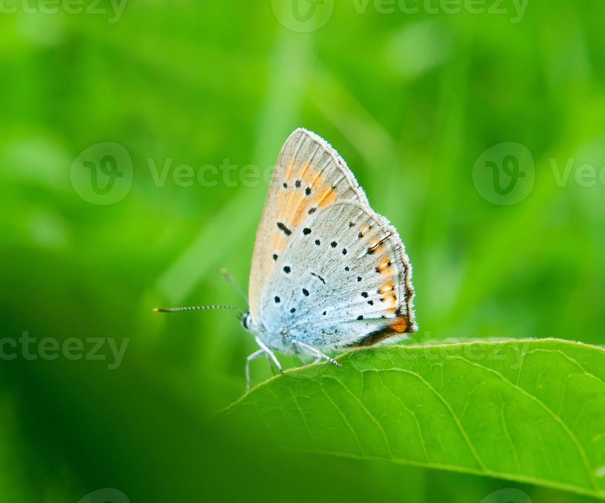butterfly on green grass photo