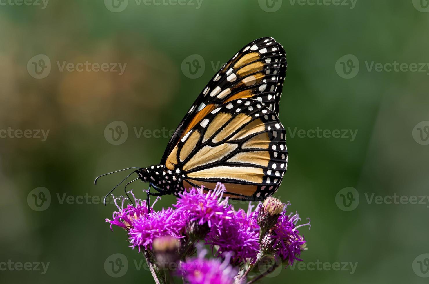 mariposa monarca en ironweed foto