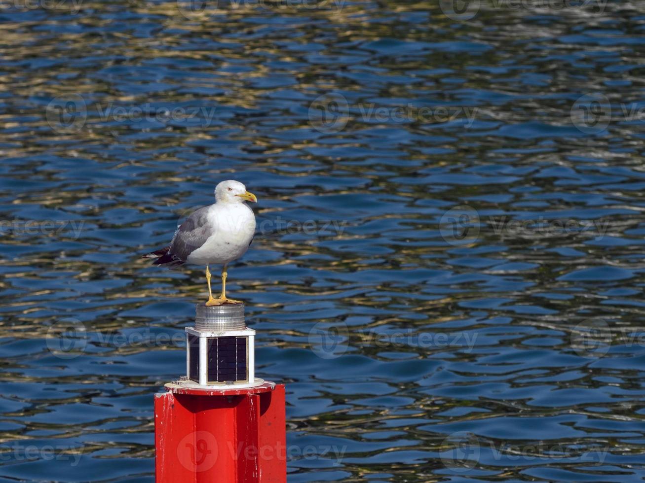 Seagull. photo