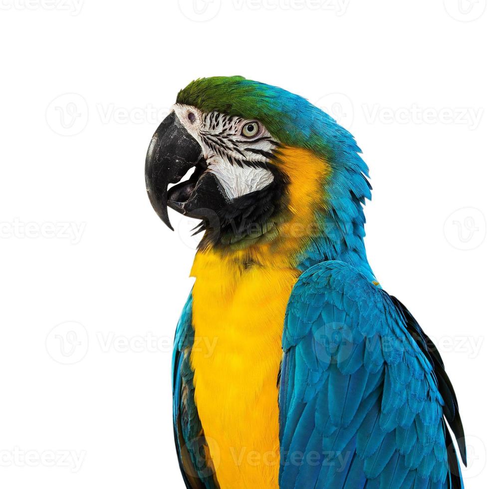 Blue Macaw on white background photo