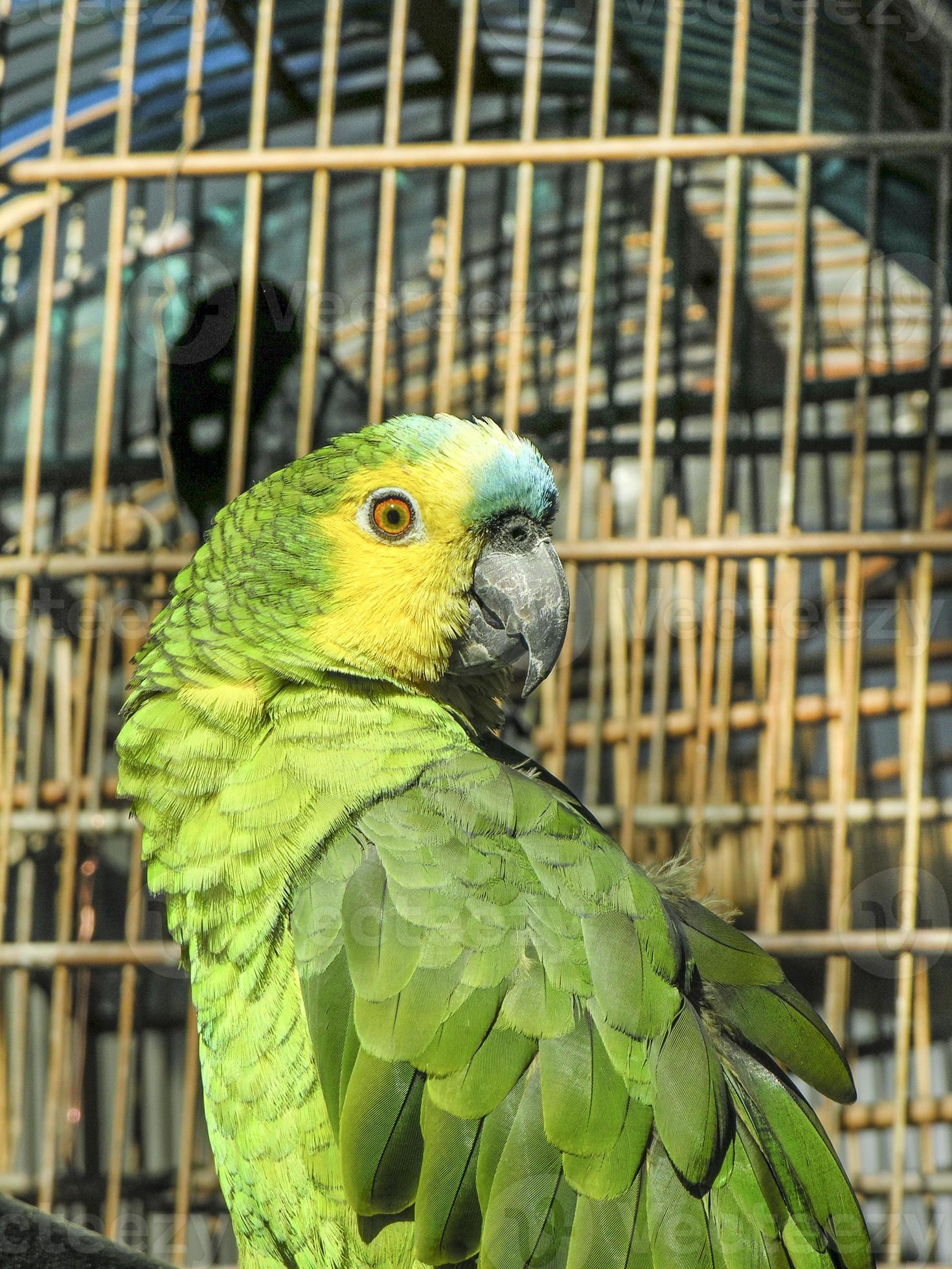 green parrot photo