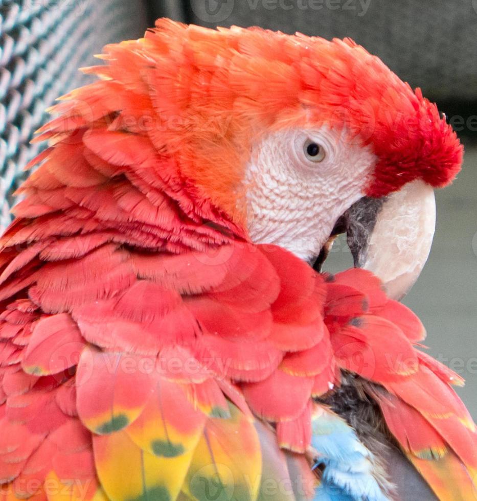 Parrot photo