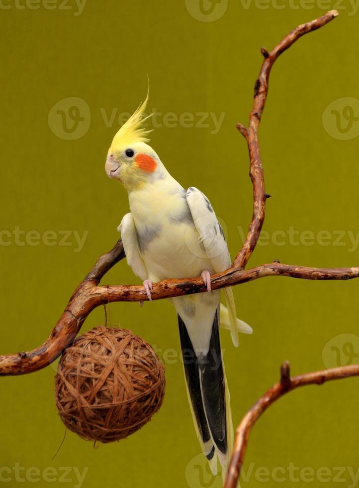 cockatiel parrot photo
