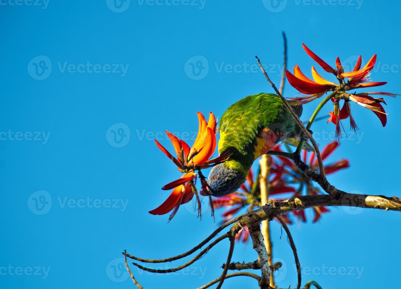 Australian Ringneck , Twenty Eight Parrot. Barnardius zonarius semitorquatus photo