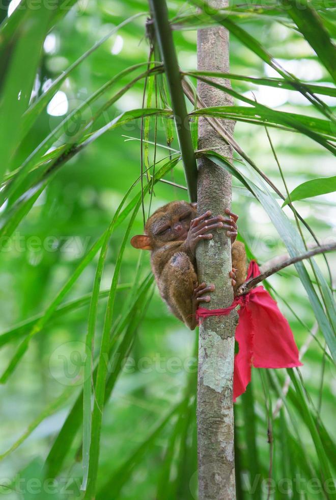 Philippine tarsier on a branch photo
