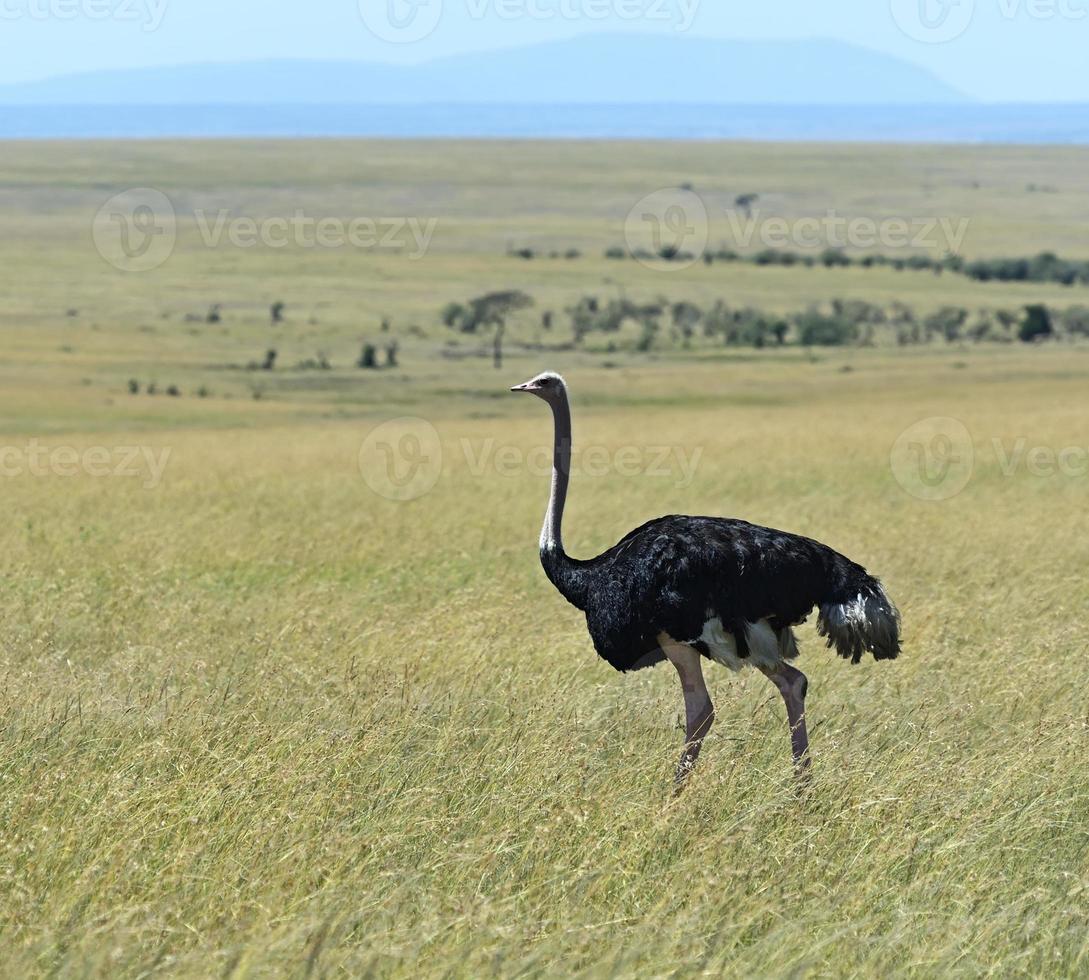 Ostrich photo
