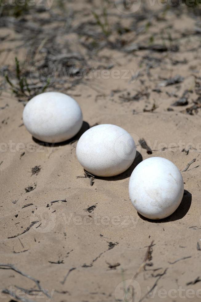 Ostrich Eggs photo