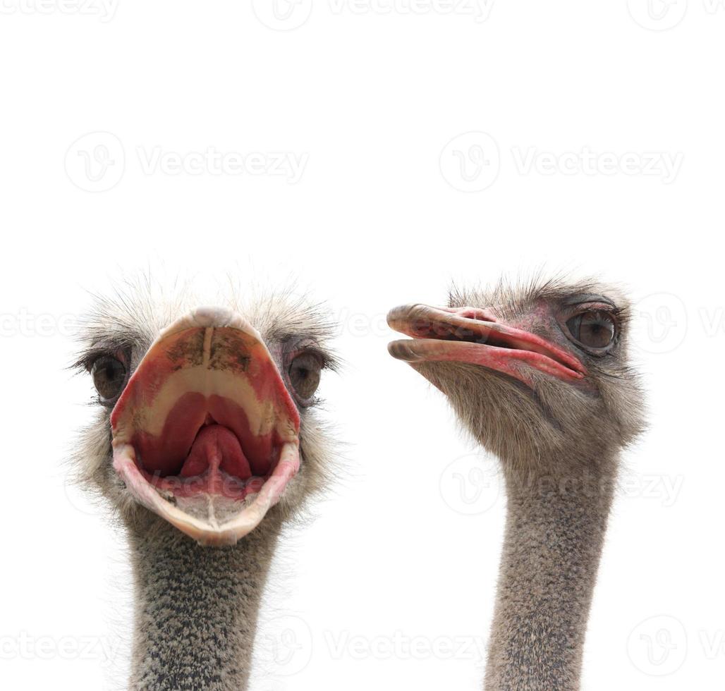 ostriches photo
