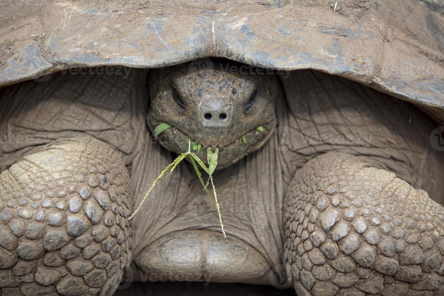 Giant Galapagos land turtle photo