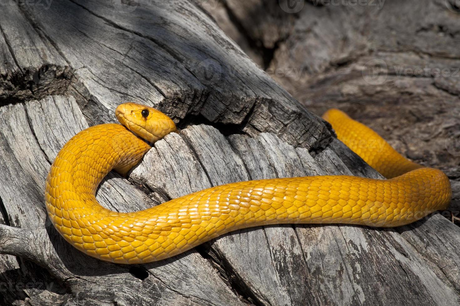 Yellow Cape Cobra photo