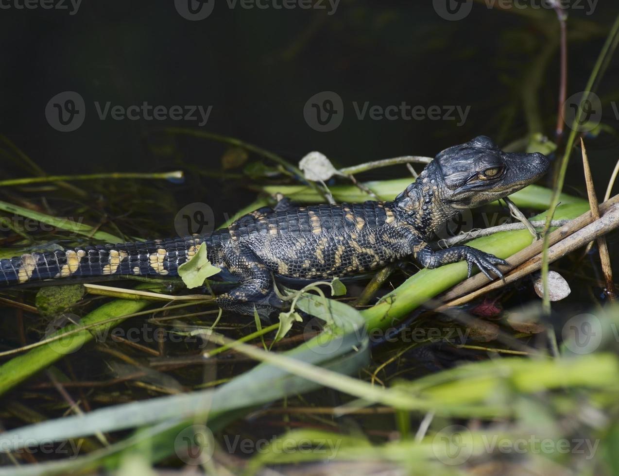 Young Alligator photo