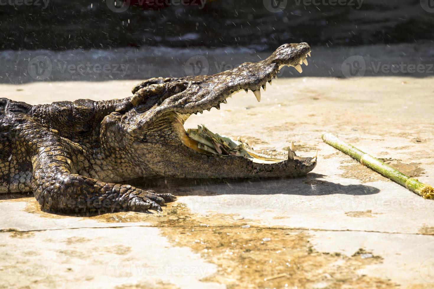Crocodile in thailand photo