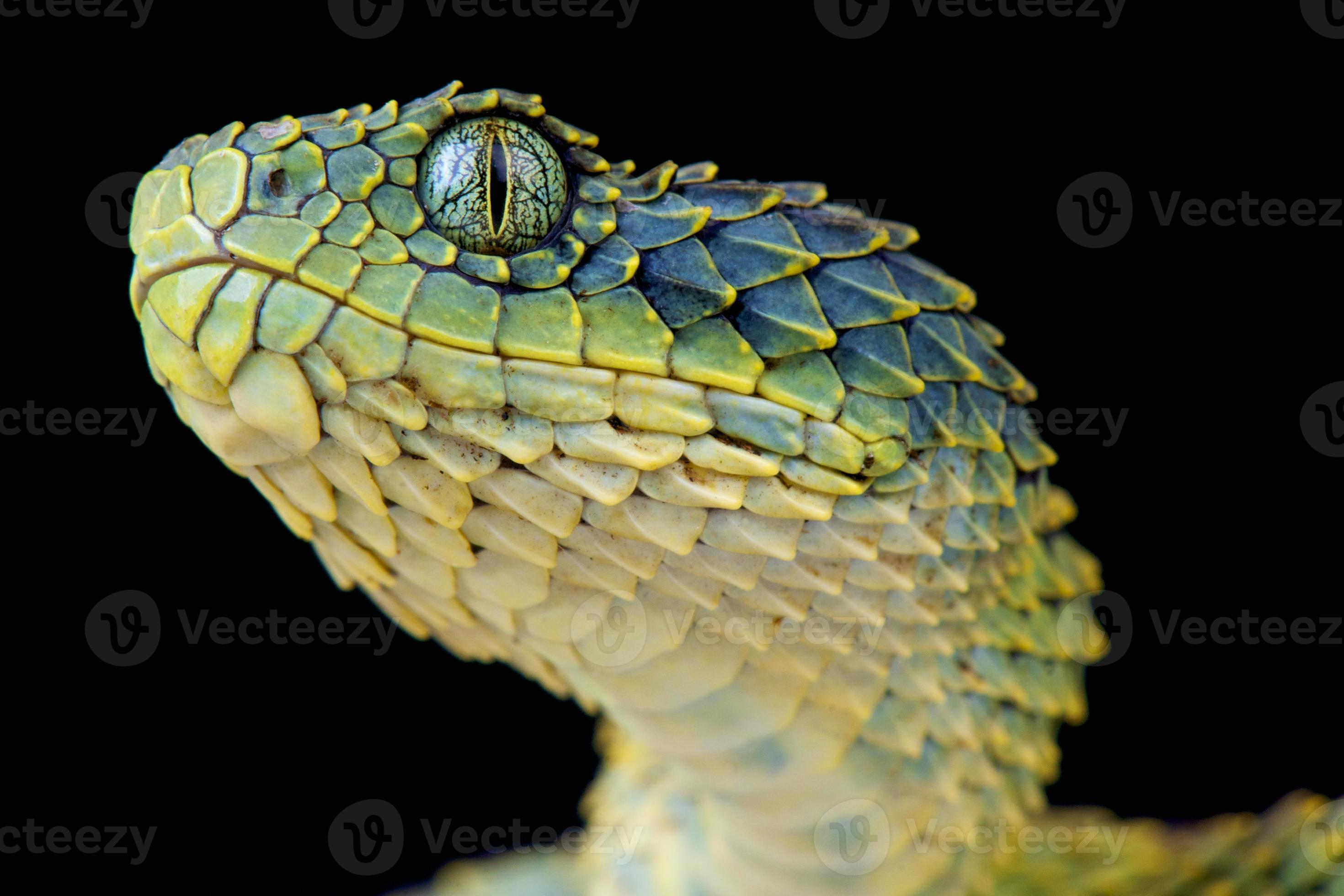 Hairy Bush Viper (Atheris hispida) in Rainforest Nature Stock