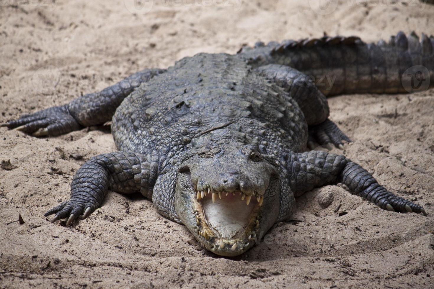 Mugger or Marsh Crocodile photo