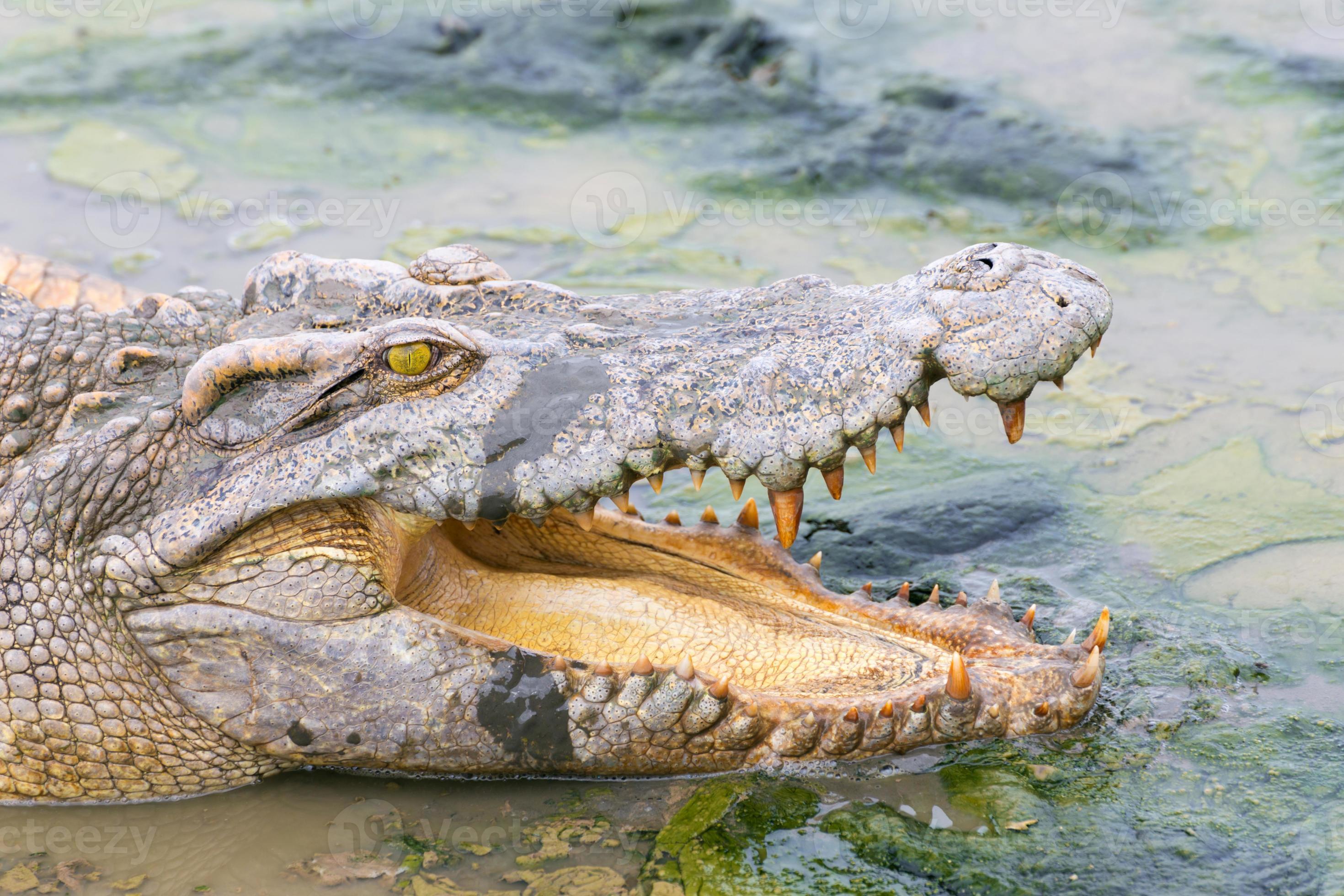 wildlife crocodile in the water photo